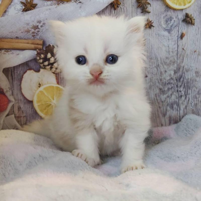 販売中の熊本県のミックス-130726