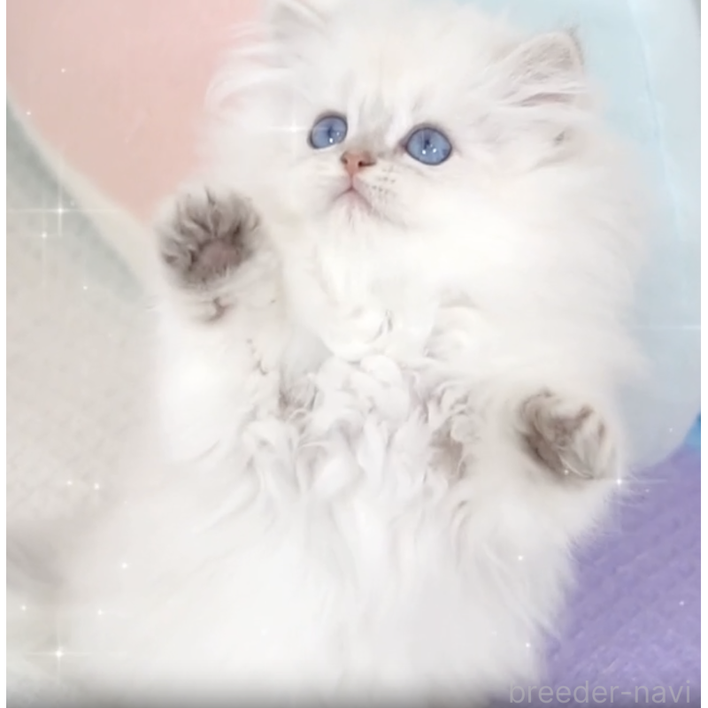 販売中の茨城県のブリティッシュショートヘア-130729の2枚目