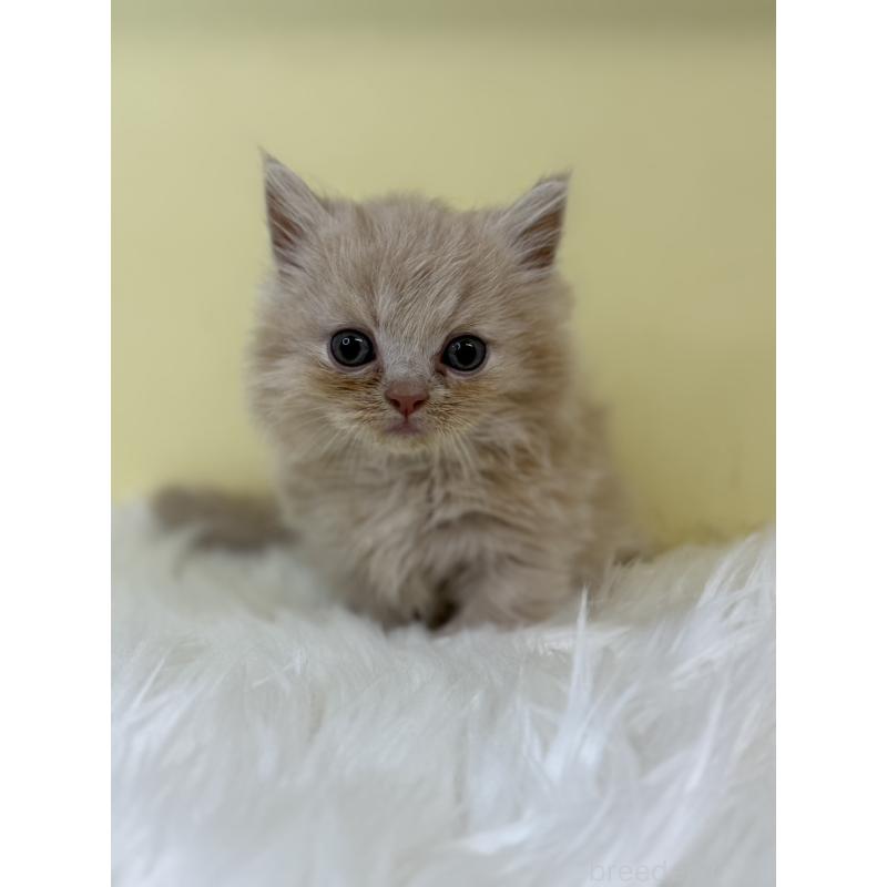 販売中の埼玉県のマンチカン(短足)-130728の4枚目