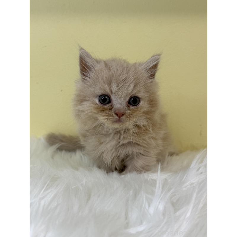 販売中の埼玉県のマンチカン(短足)-130728の3枚目