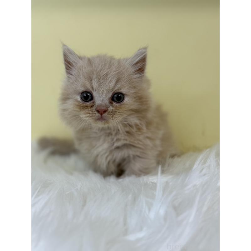 販売中の埼玉県のマンチカン(短足)-130728の2枚目