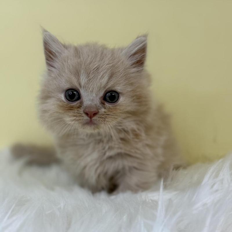 販売中の埼玉県のマンチカン(短足)-130728の1枚目