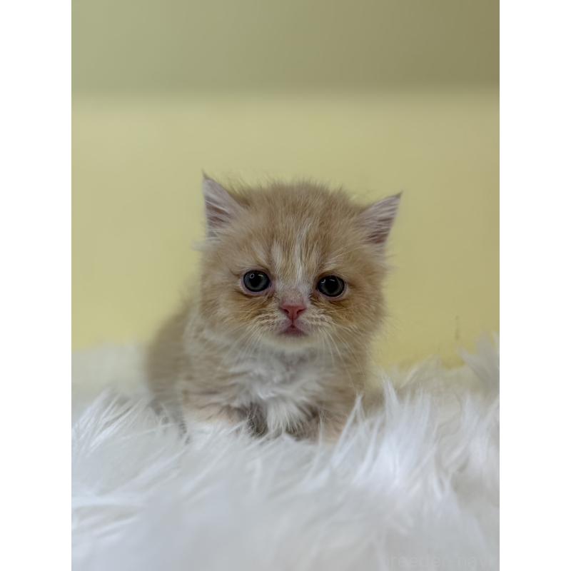 販売中の埼玉県のマンチカン(短足)-130730の4枚目