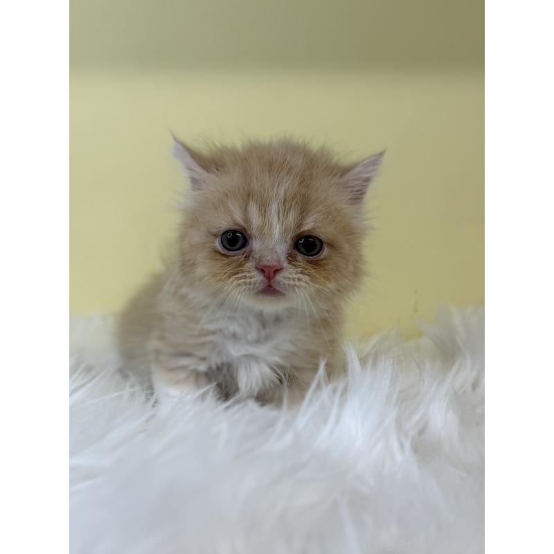 販売中の埼玉県のマンチカン(短足)-130730の3枚目