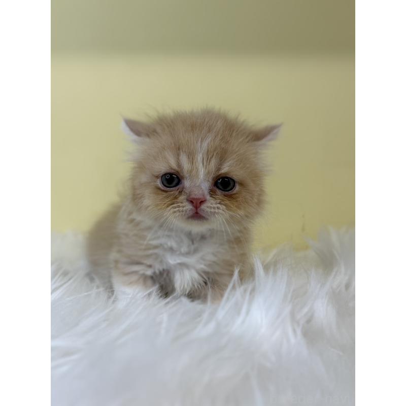 販売中の埼玉県のマンチカン(短足)-130730の2枚目