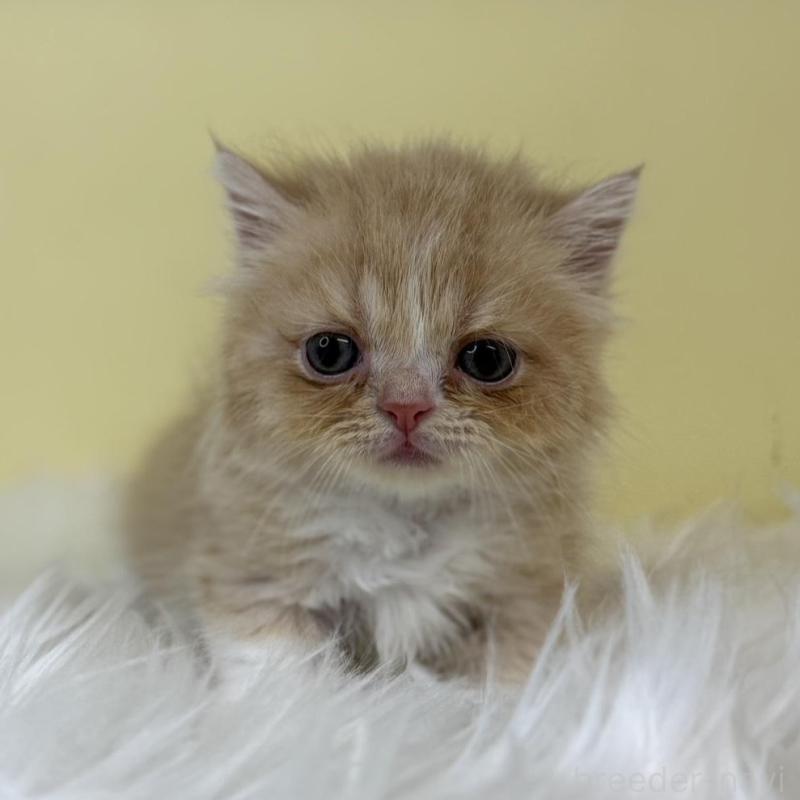 販売中の埼玉県のマンチカン(短足)-130730の1枚目