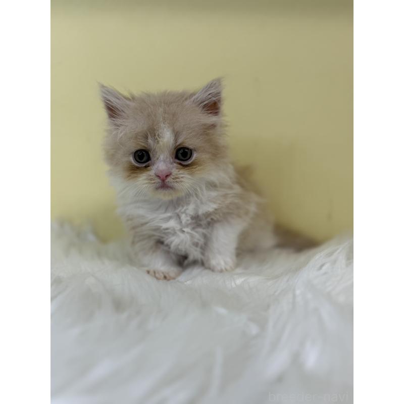 販売中の埼玉県のマンチカン(短足)-130731の4枚目