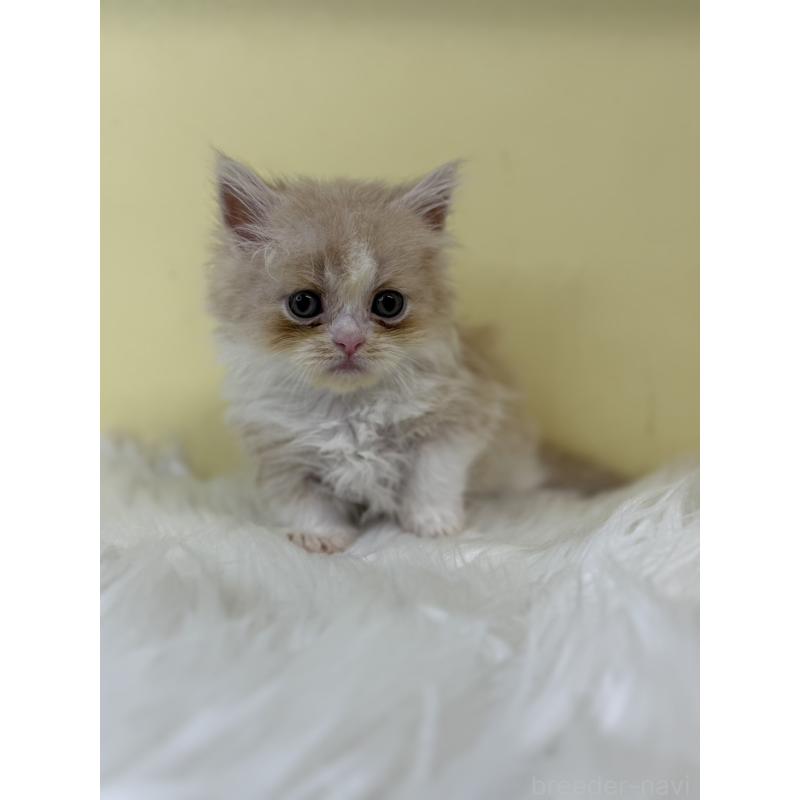 販売中の埼玉県のマンチカン(短足)-130731の3枚目