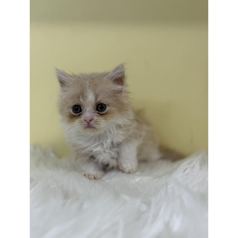 販売中の埼玉県のマンチカン(短足)-130731の2枚目