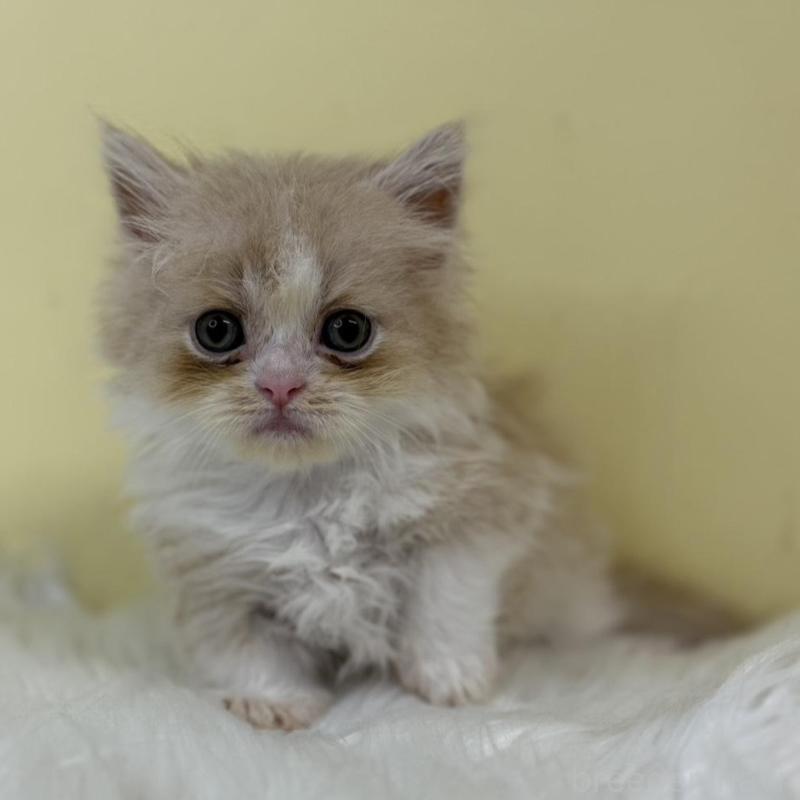 販売中の埼玉県のマンチカン(短足)-130731の1枚目