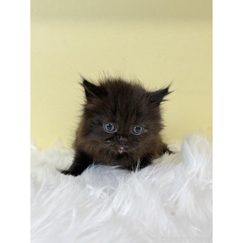 販売中の埼玉県のマンチカン-130732の4枚目