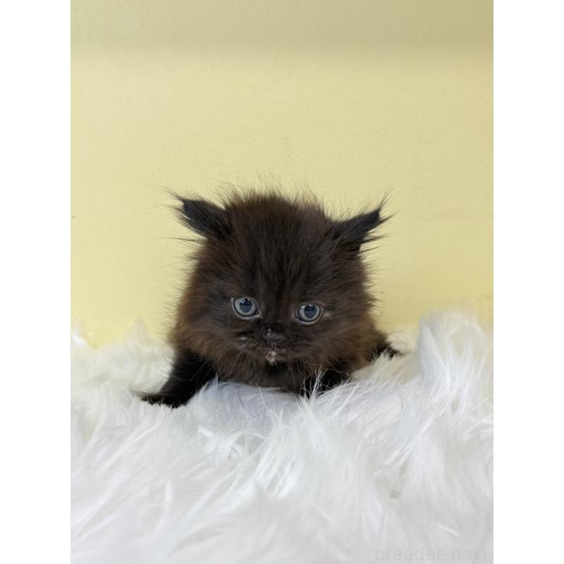 販売中の埼玉県のマンチカン-130732の3枚目