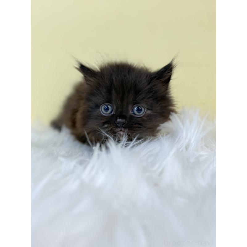 販売中の埼玉県のマンチカン-130732の2枚目