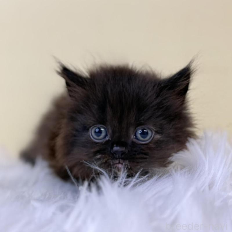 販売中の埼玉県のマンチカン-130732の1枚目