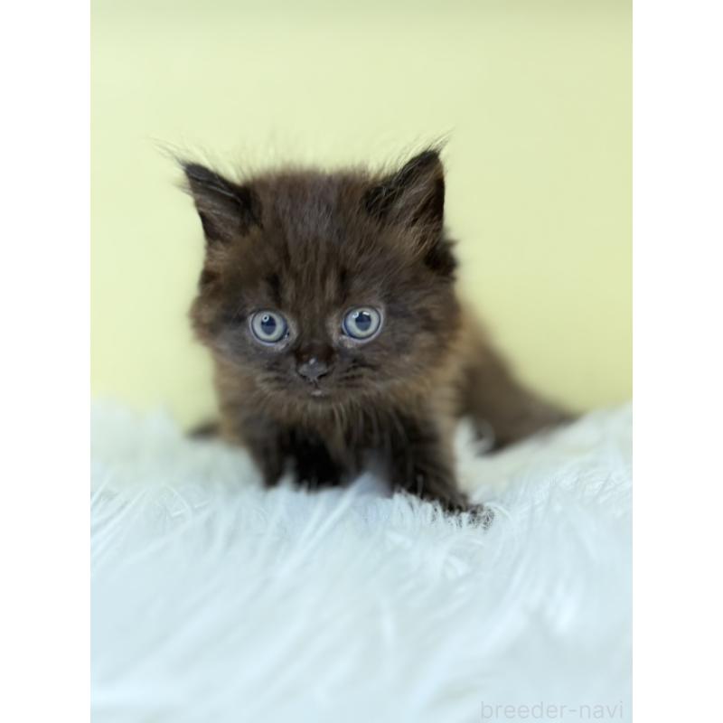 販売中の埼玉県のマンチカン-130733の4枚目