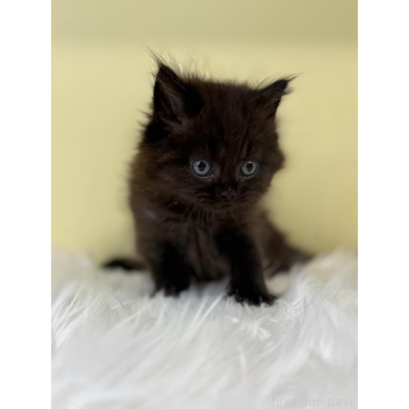 販売中の埼玉県のマンチカン-130733の3枚目