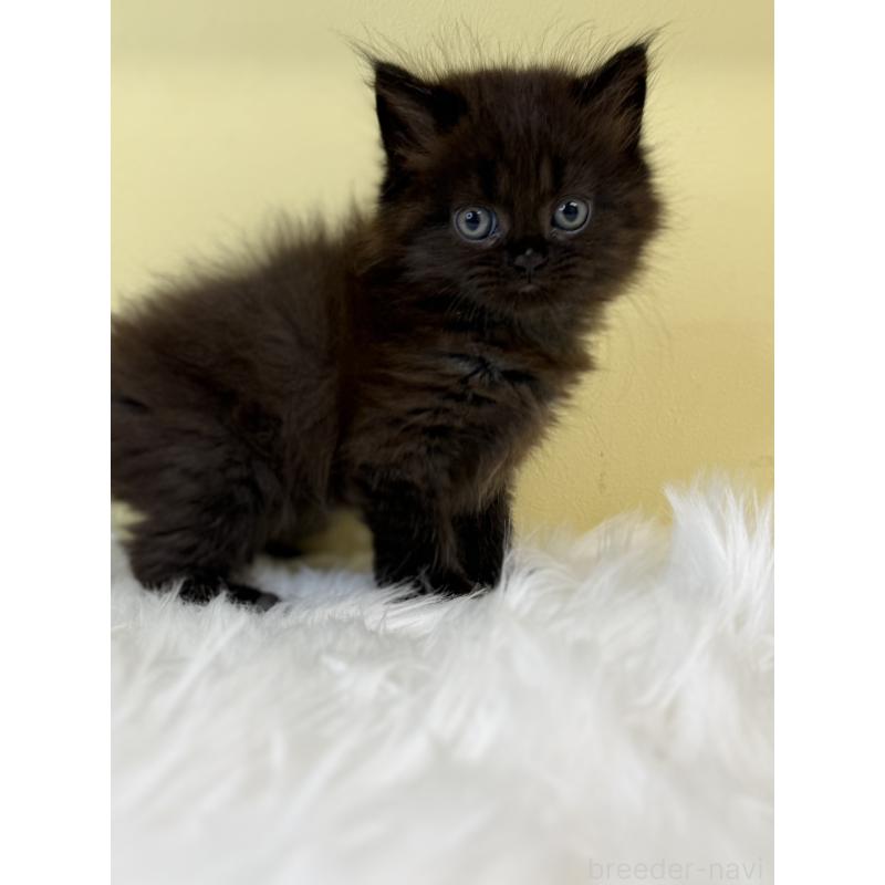 販売中の埼玉県のマンチカン-130733の2枚目