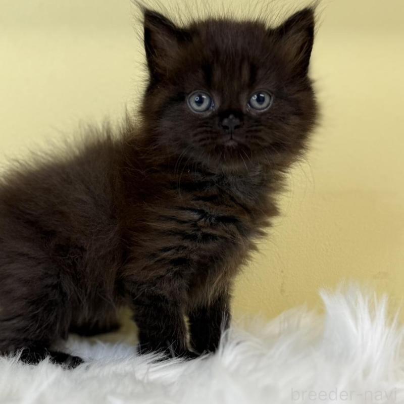 販売中の埼玉県のマンチカン-130733の1枚目