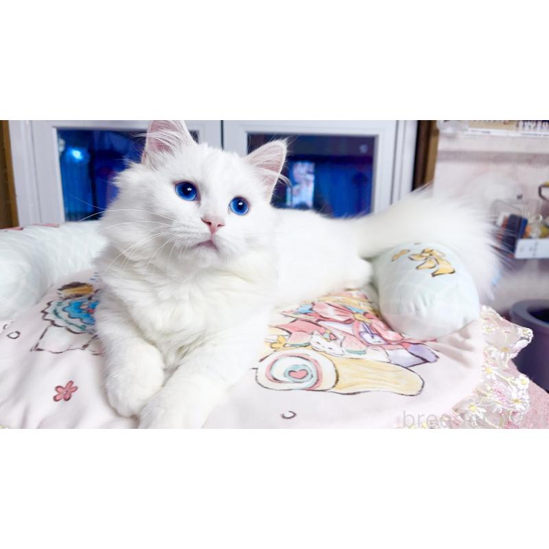 販売中の千葉県のミヌエット(短足)-123293