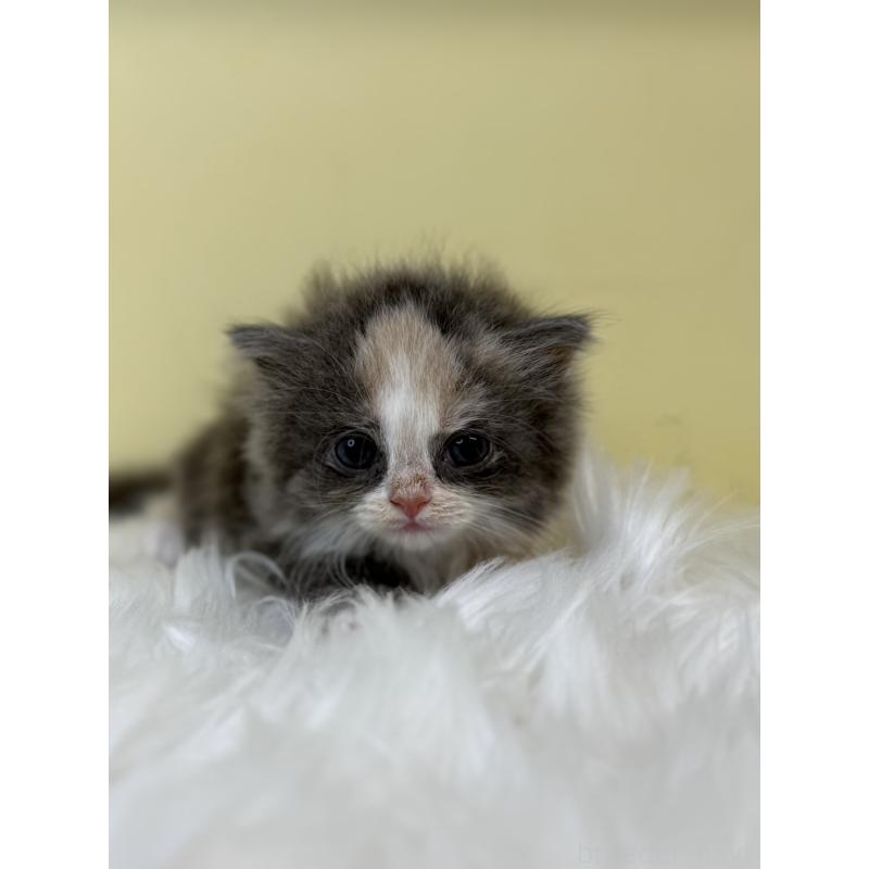 販売中の埼玉県のラガマフィン-130734の4枚目