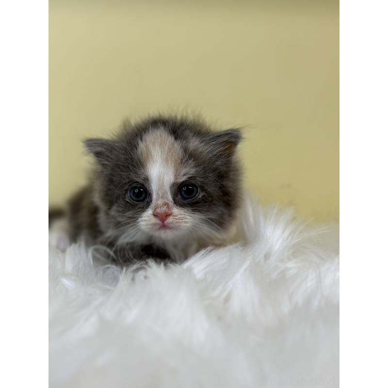 販売中の埼玉県のラガマフィン-130734の3枚目