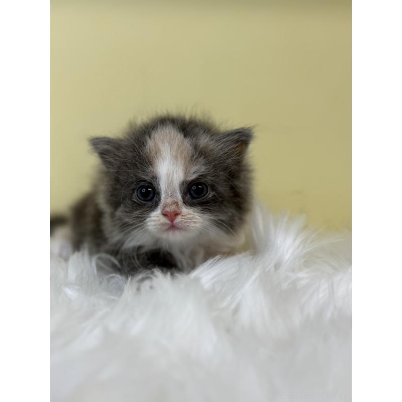 販売中の埼玉県のラガマフィン-130734の2枚目