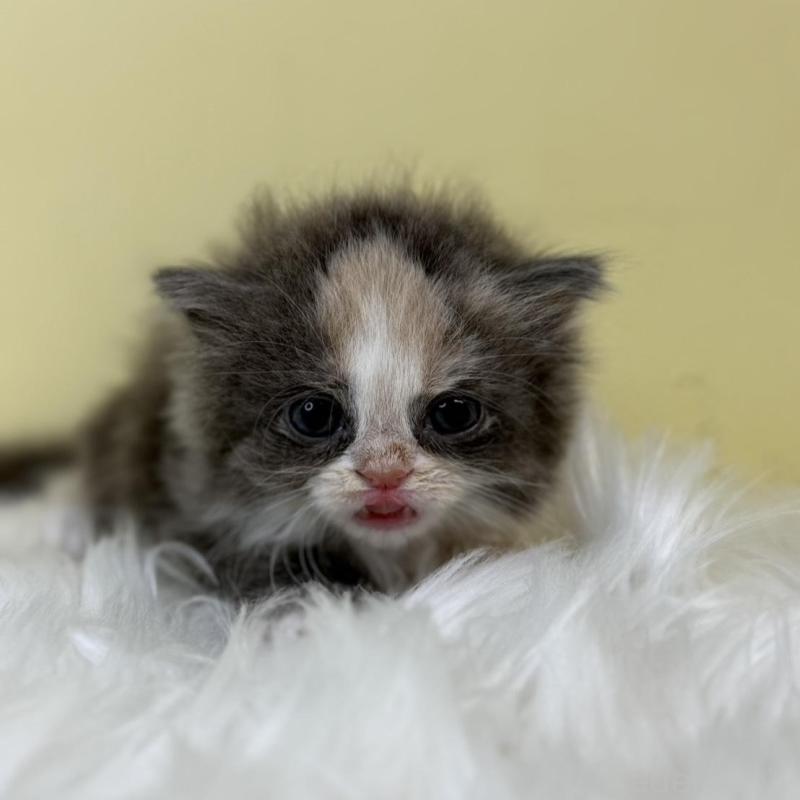 販売中の埼玉県のラガマフィン-130734の1枚目