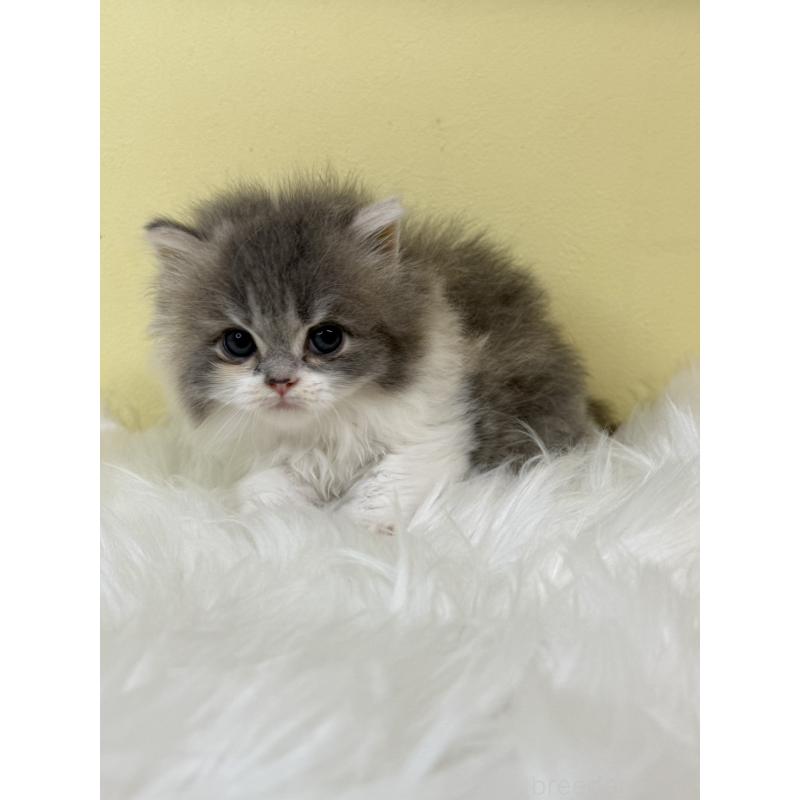 販売中の埼玉県のラガマフィン-130735の4枚目