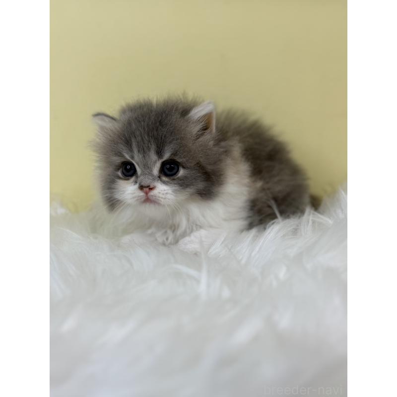 販売中の埼玉県のラガマフィン-130735の3枚目