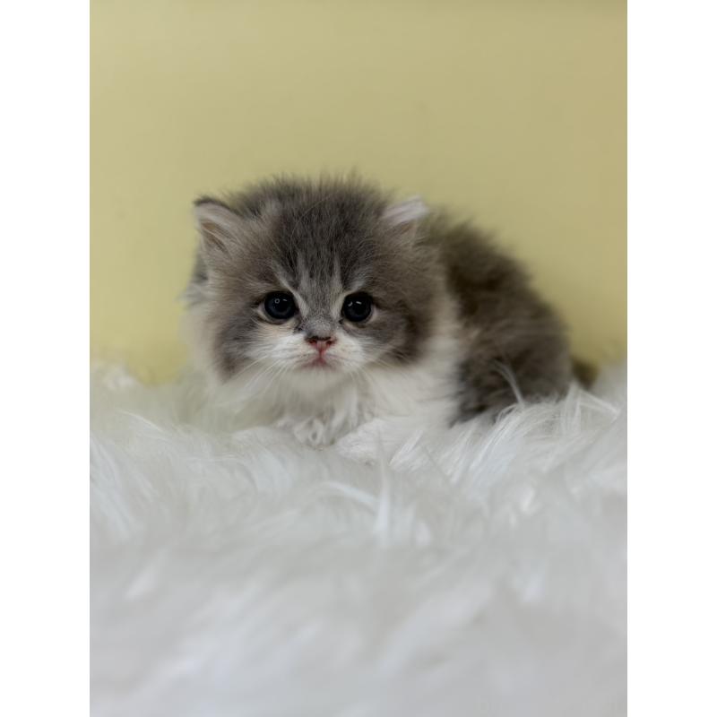 販売中の埼玉県のラガマフィン-130735の2枚目