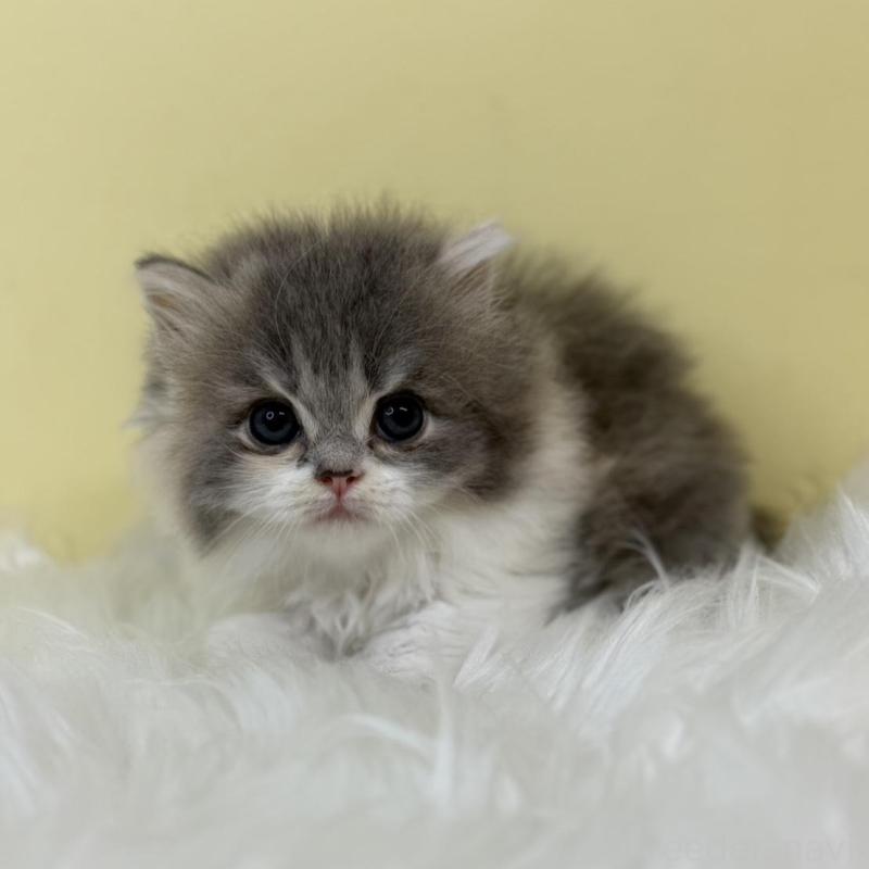 販売中の埼玉県のラガマフィン-130735