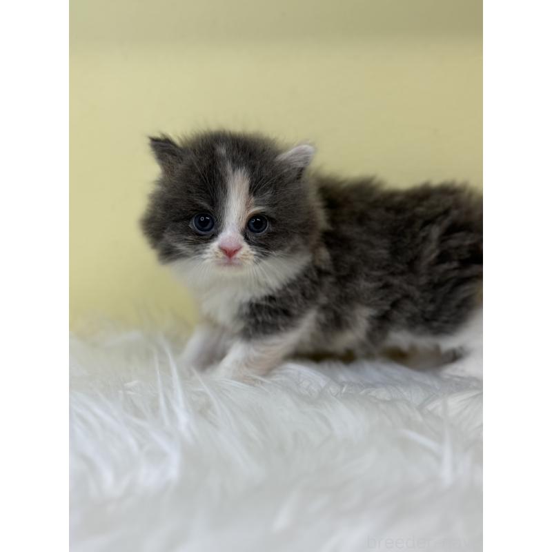 販売中の埼玉県のラガマフィン-130736の4枚目