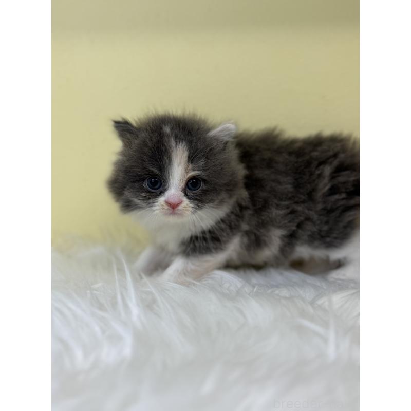 販売中の埼玉県のラガマフィン-130736の3枚目