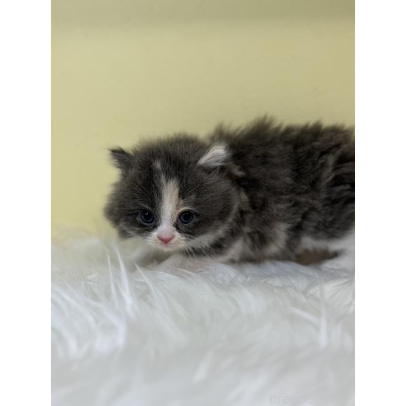 販売中の埼玉県のラガマフィン-130736の2枚目