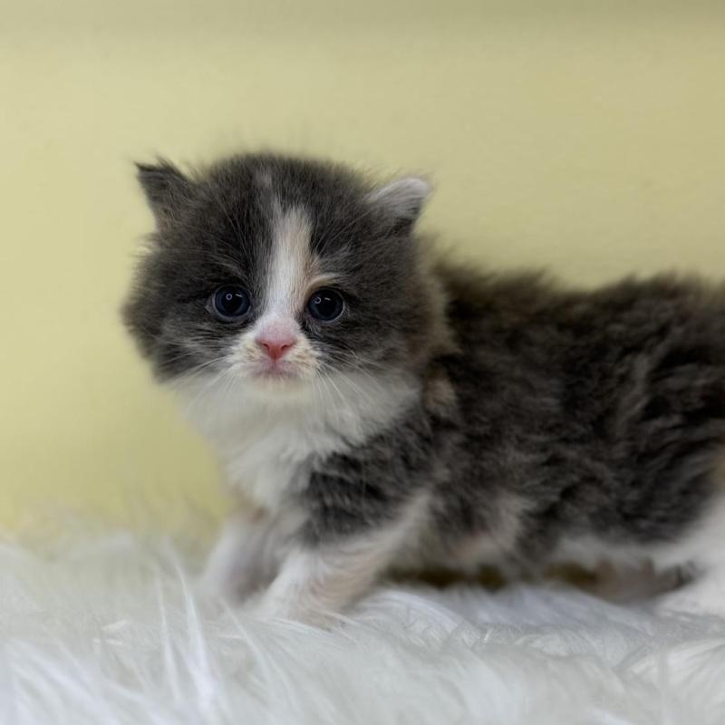 販売中の埼玉県のラガマフィン-130736