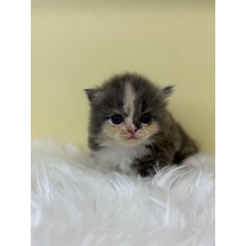 販売中の埼玉県のミヌエット(短足)-130737の4枚目