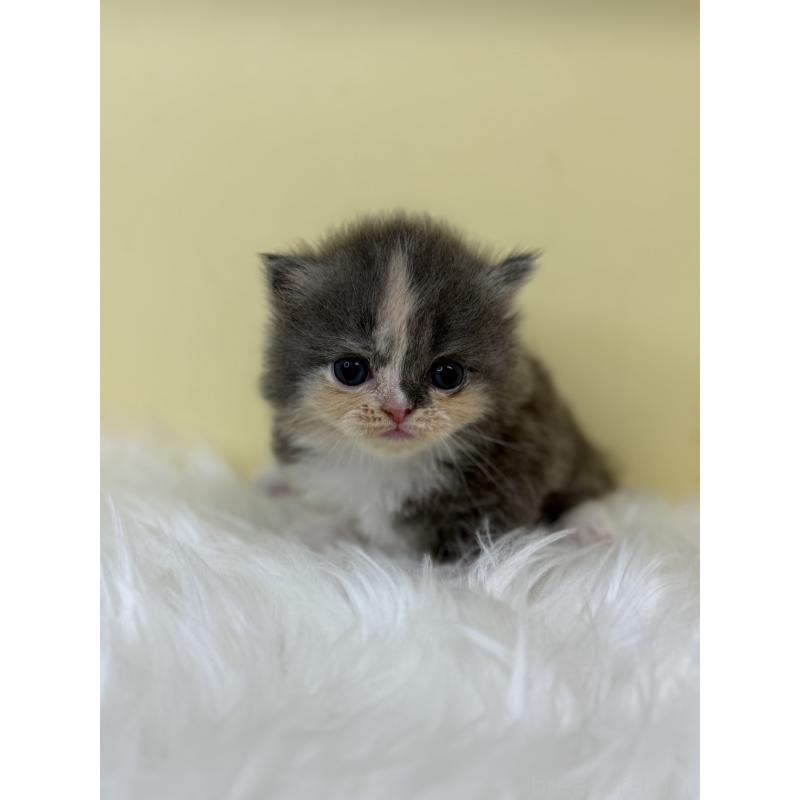 販売中の埼玉県のミヌエット(短足)-130737の3枚目