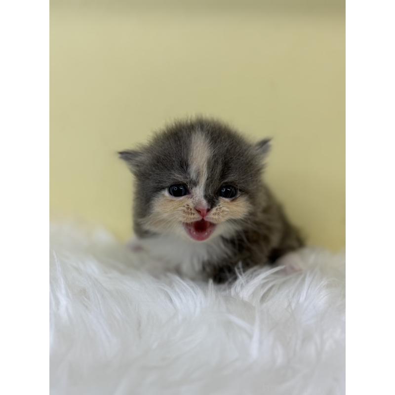 販売中の埼玉県のミヌエット(短足)-130737の2枚目