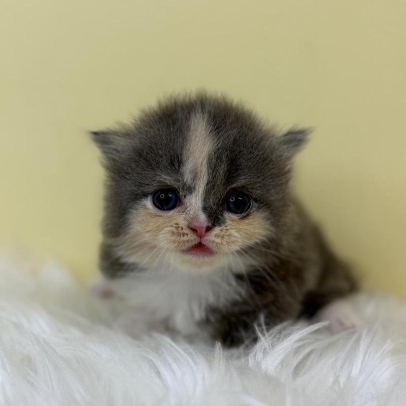 販売中の埼玉県のミヌエット(短足)-130737