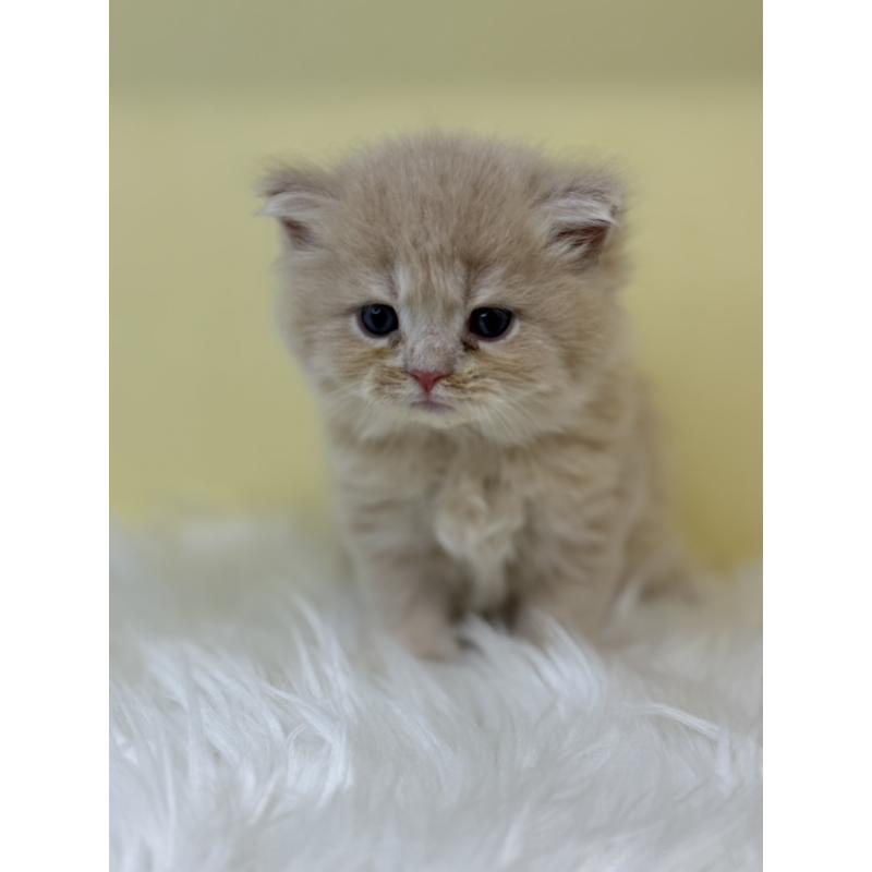 販売中の埼玉県のサイベリアン-130738の4枚目