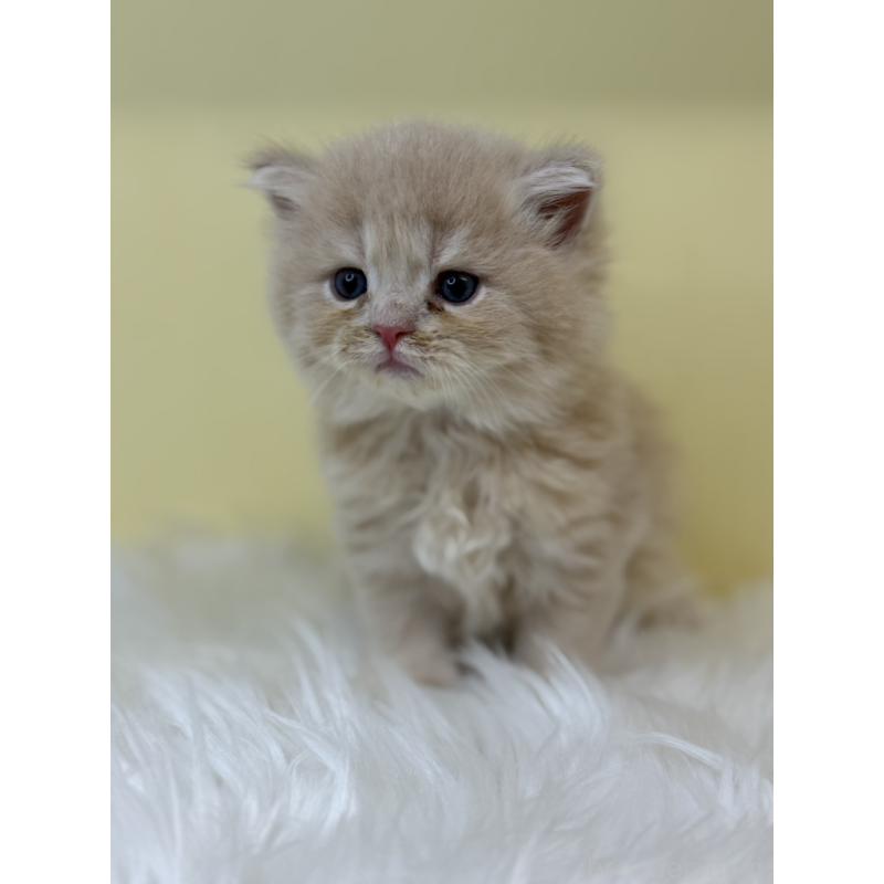 販売中の埼玉県のサイベリアン-130738の3枚目