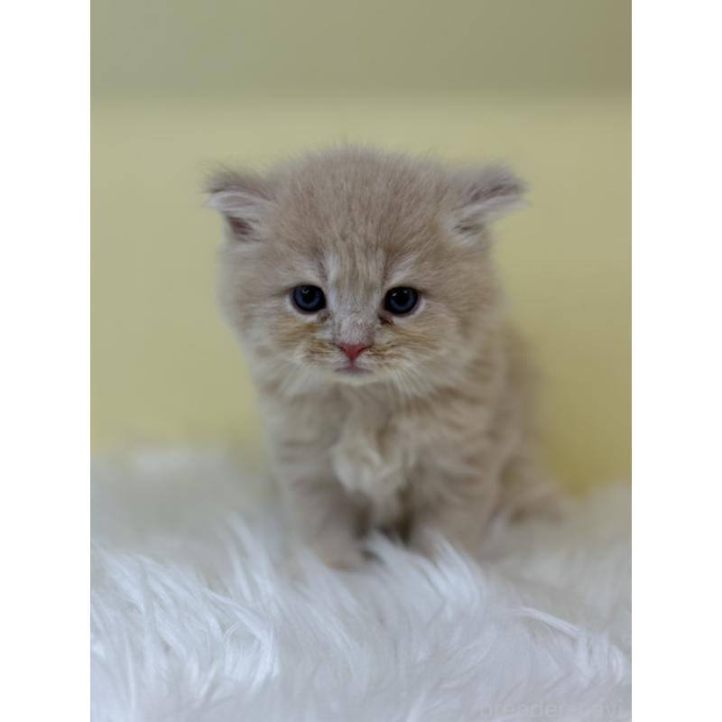 販売中の埼玉県のサイベリアン-130738の2枚目