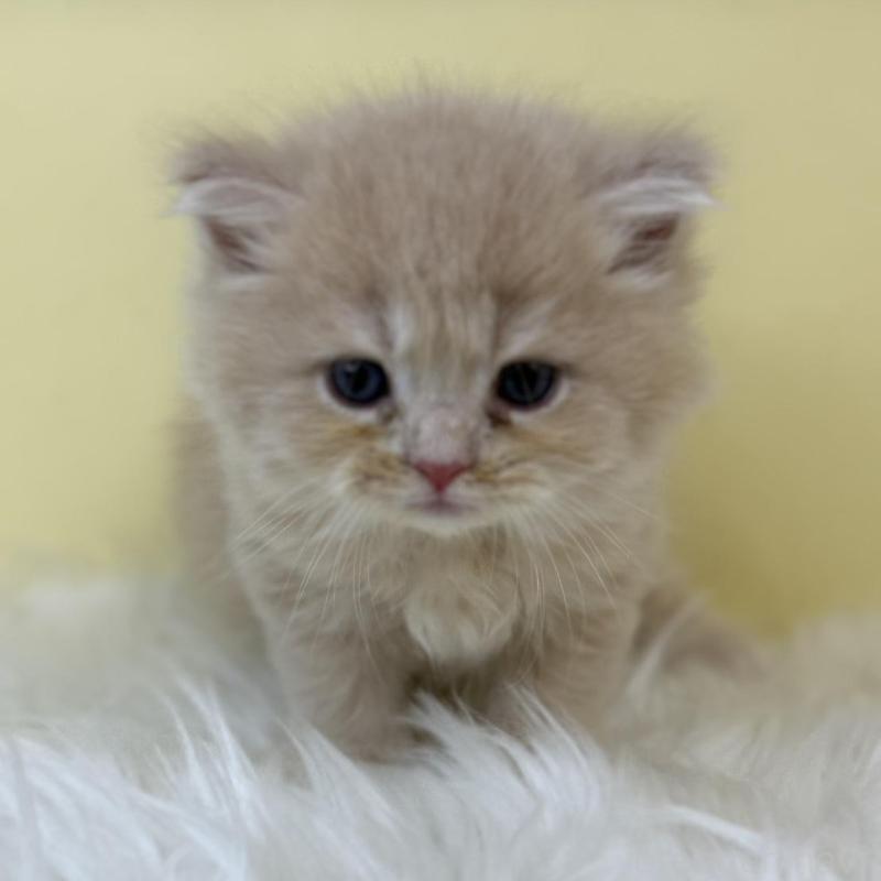 販売中の埼玉県のサイベリアン-130738