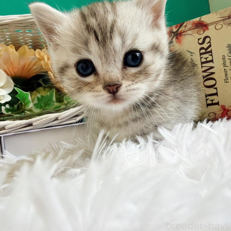 販売中の岐阜県のマンチカン(短足)-130740の4枚目