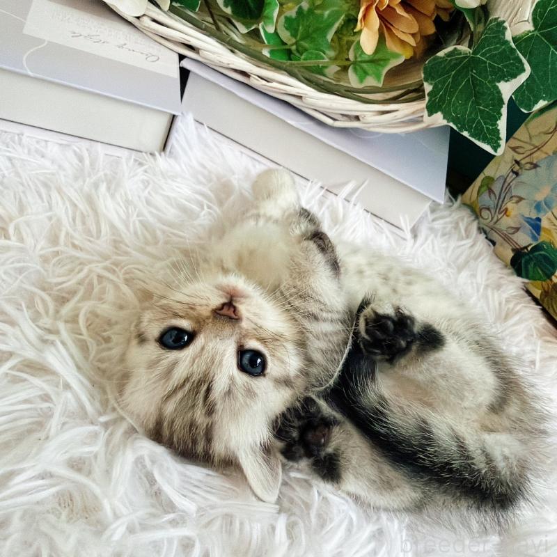 販売中の岐阜県のマンチカン(短足)-130740の3枚目