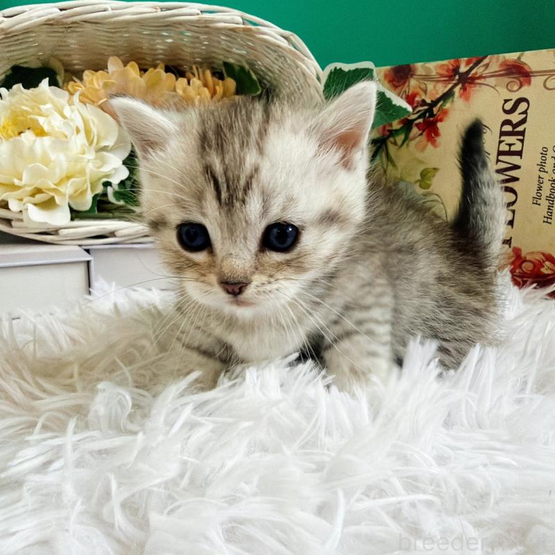 販売中の岐阜県のマンチカン(短足)-130740の2枚目