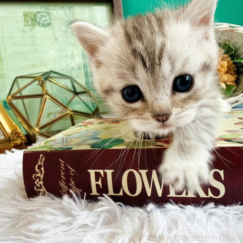 販売中の岐阜県のマンチカン(短足)-130740の1枚目