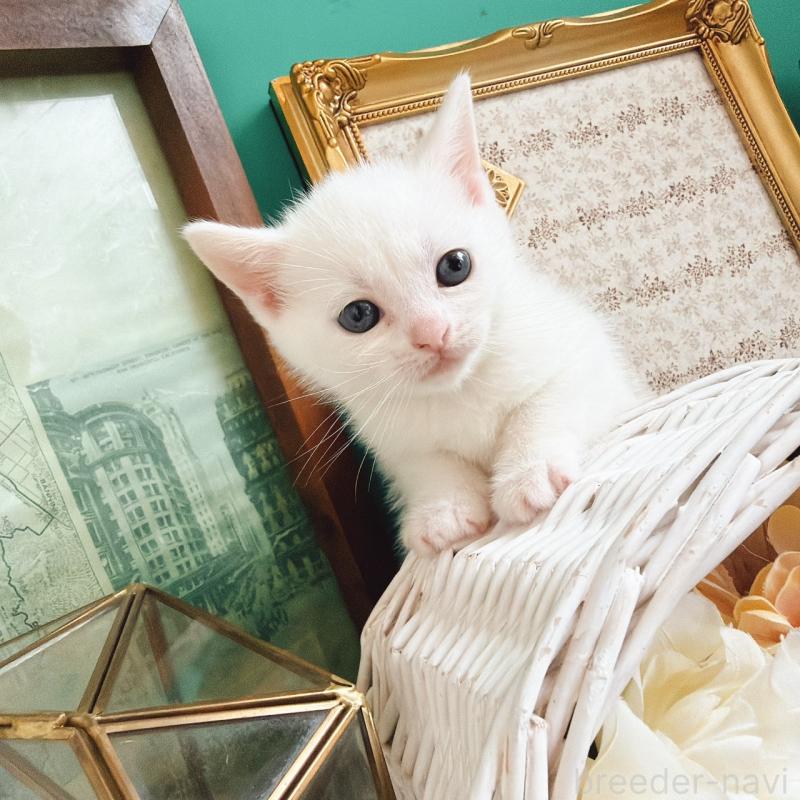 販売中の岐阜県のマンチカン-130741の4枚目