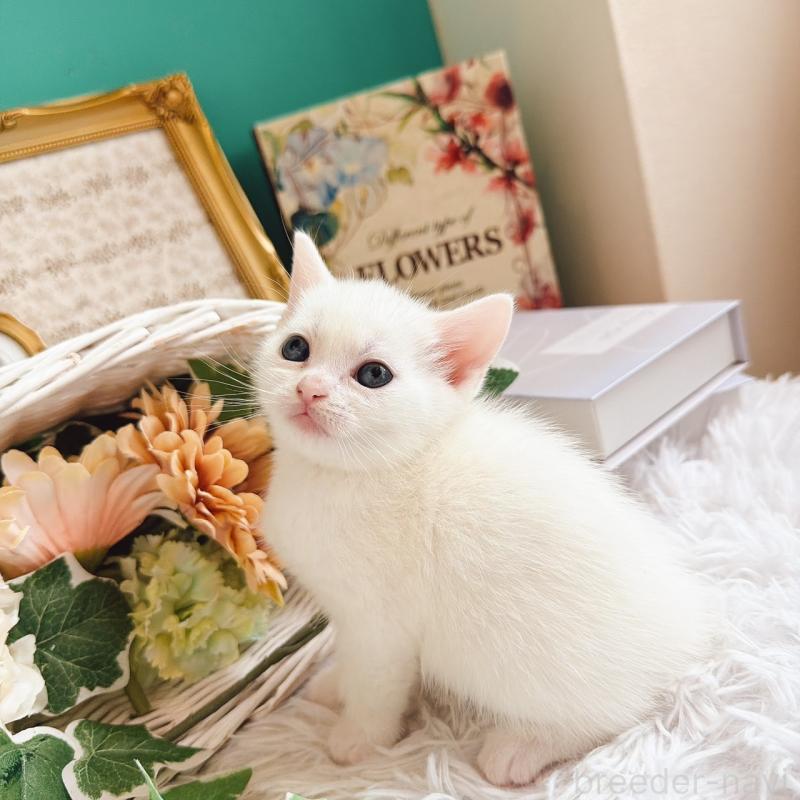 販売中の岐阜県のマンチカン-130741の3枚目