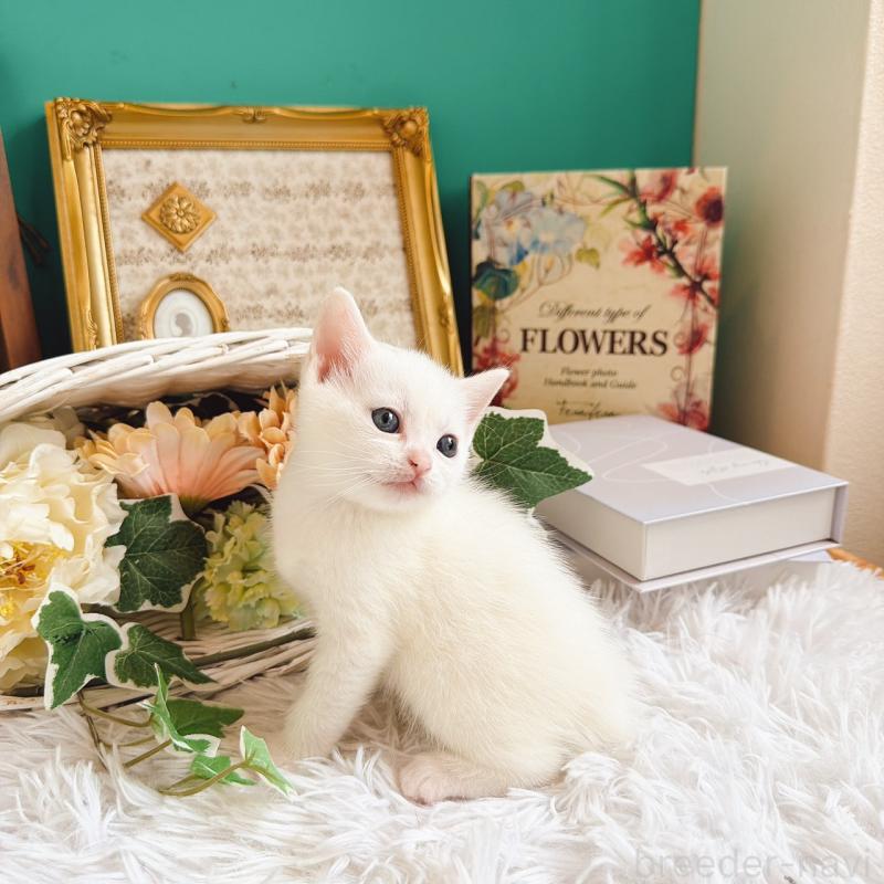 販売中の岐阜県のマンチカン-130741